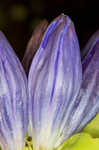 Bottle gentian